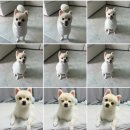 아롱펫샵 이미지