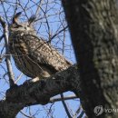 부엉이 - 제주시 신광로 73 | 부엉이