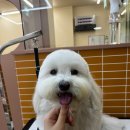 뷰티펫 | 강남애견미용추천 찾는다면｜켈리스펫 뷰티살롱 가격·스타일·후기 정리