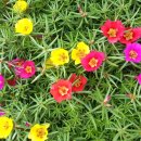 채송화농장 이미지