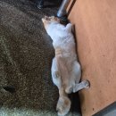 센스자동차정비 이미지