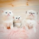 도로시캐터리 이미지