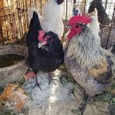 수호네 농장 이미지