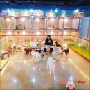 몽이네 맡겨보시개 이미지