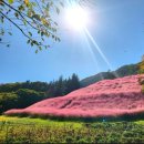 아양사랑숲 이미지