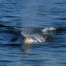 고래반점 이미지