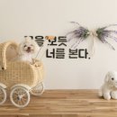 평생 사랑해 줄 개 애견펜션1 이미지