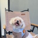 소학 | 대전 근교 공주 애견동반 바베큐장 감성 글램핑장 소학 내돈내산