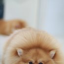 도도 켄넬 | 포메라니안 분양, 가격만 보고 결정하시면 100% 후회합니다.