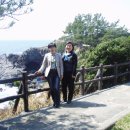 제주민들레 이미지