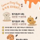 커몬댕댕 광주애견유치원&애견호텔 이미지