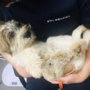 용인시 동물보호센터 이미지