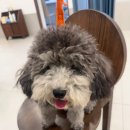 경남세탁소 | 강북구 강아지분양 멍가네 너무너무 귀여운 실버토이푸들 '나라' 분양후기