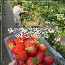 계산농장 | 경기도 광주 율봄딸기농장 체험 후기🍓 | 공휴일 동절기 주차, 예약, 가격, 딸기따기, 체험종류 등