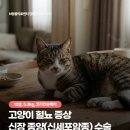 후대인력 | 고양이 혈뇨 증상, 신장 종양(신세포암종) 수술, 길음미아동물병원, N동물의료센터 강북점
