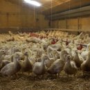 장화농장2 이미지