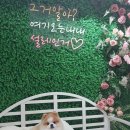 펫더헤븐 이미지