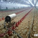 백제양계장 이미지