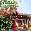 감꽃펜션 이미지