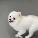 강아지 놀이터 이미지