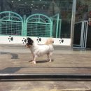 핑크펫샵 이미지