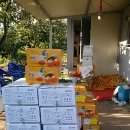 반시홍시 이미지