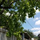 대추나무약국 이미지