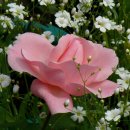 장미속옷 이미지