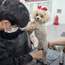 보람애견미용 이미지