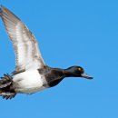 쇠검은머리흰죽지 [Lesser scaup] 이미지