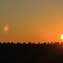 차강농장 이미지