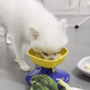 뛰댕길겨 미용할겨 이미지