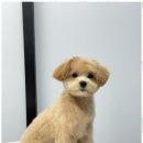 오쿠숑 이미지