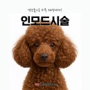 레알피부전문동물병원 | 강아지 인모드 시술 후기, 엑소좀으로 피부 재생까지 잡은 레알피부전문동물병원