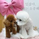 체리쉬독