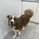 멍멍하개 이미지