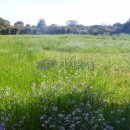 성읍리-6 이미지