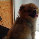 레오그루밍 이미지