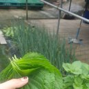 출렁다리 민박 이미지