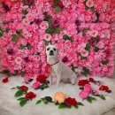 뽀송하개 애견미용 이미지