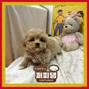 퍼피댕 강아지분양 안심분양소 광명점 말티푸 미니비숑 토이푸들 이미지