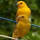 카나리아 이미지