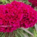 삼미가든 이미지