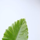 플라워 쇼룸 이미지