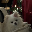 애견마을 | 전주한옥마을 애견동반 카페, 블루본즈 솔직 방문 후기