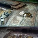 기막힌 동거 이미지