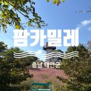 팜카밀레 | 충남 서산/태안 여행 가볼 만한 곳 추천 - 핑크뮬리가 가득한 팜카밀레(feat. 충남 투어 패스) 솔직 후기