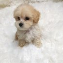 이소퍼피-별내점 이미지