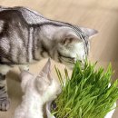 프리미엄캣 이미지