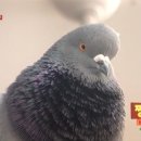 비둘기미용실 - 달서구 | 비둘기미용실